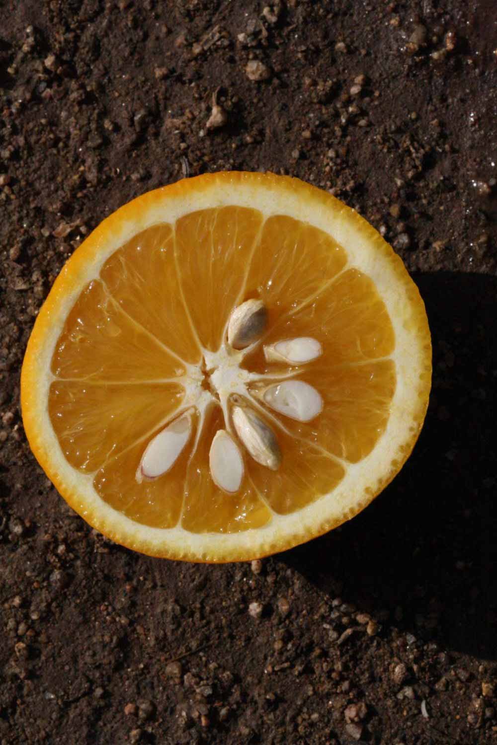              Fruit cross-section (Riverside, CA)       